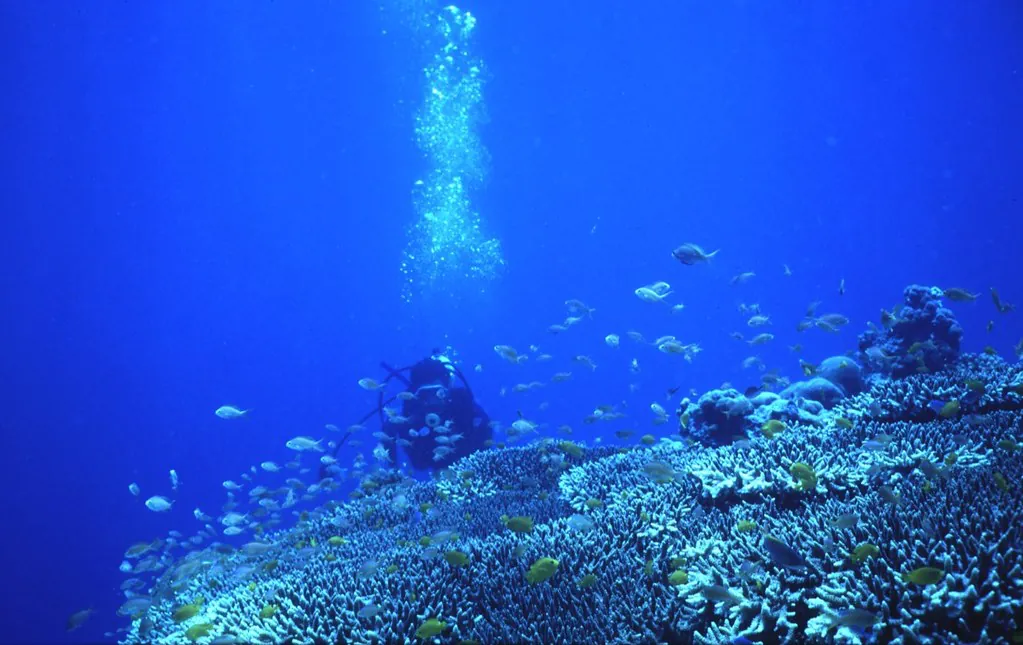 Philippines reef dive